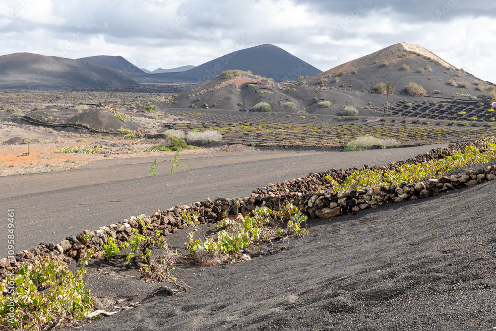 Volcanic landscape,La Geria, Lanzarote, Canary Islands, Spain, Europe. Wine area in the volcanic landscape with views of the volcano