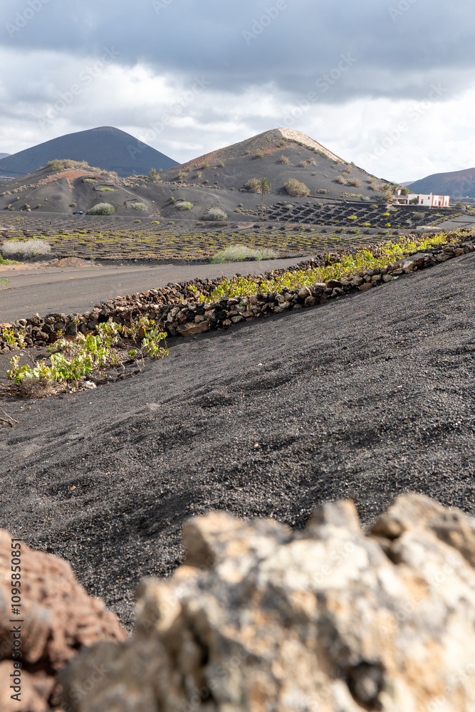 Volcanic landscape,La Geria, Lanzarote, Canary Islands, Spain, Europe. Wine area in the volcanic landscape with views of the volcano