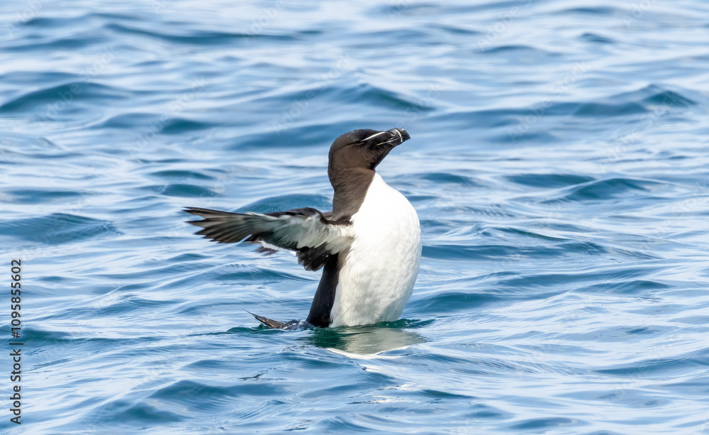Razorbill on the cliffs in RSPB Bempton Cliffs reserve