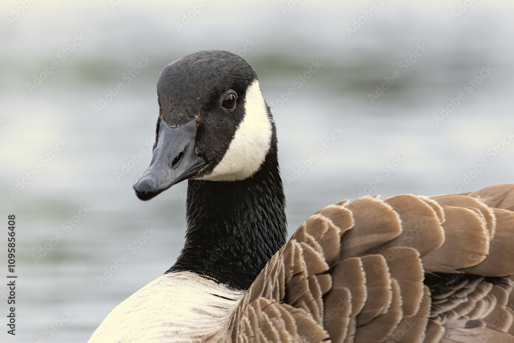 Canada Goose (Branta canadensis) close up Canada Goose (Branta canadensis) close up