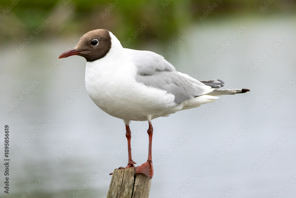 Black-headed Gull (Chroicocephalus ridibundus) in a natural habitat Black-headed Gull (Chroicocephalus ridibundus) in a natural habitat