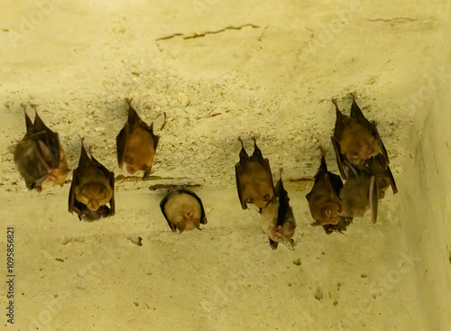 A group of bats sitting in the day under bridge photo