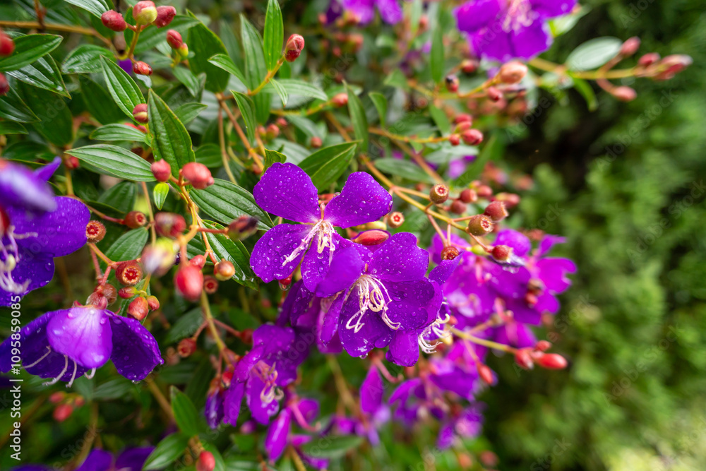 Purple Tibouchina flower with blurred background Purple Tibouchina flower with blurred background