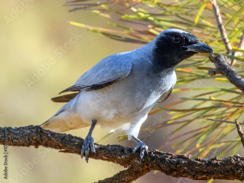 Black-faced Cuckoo-shrike (Coracina novaehollandiae) in Australia photo