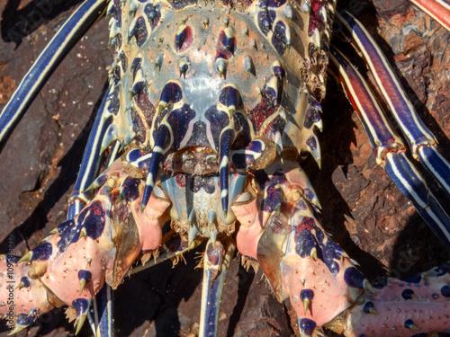 Painted Crayfish (Panulirus versicolor) in Australia photo