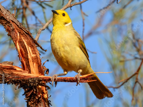 White-plumed Honeyeater (Lichenostomus penicillatus) in Australia photo