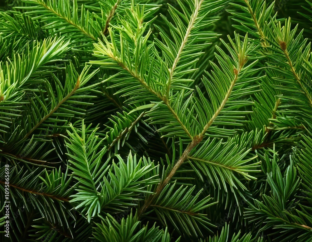 Fototapeta premium christmas pine tree branches fir texture closeup background