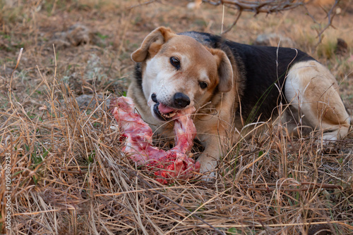 mongrel dog with a raw bone with meat photo