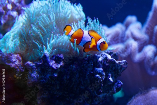 An adorable orange clownfish or adorable orange clownfish or clown anemonefish (Amphiprion percula) swimming merrily among the tentacles of its sea anemone home on the coral reef seabed in warmer 