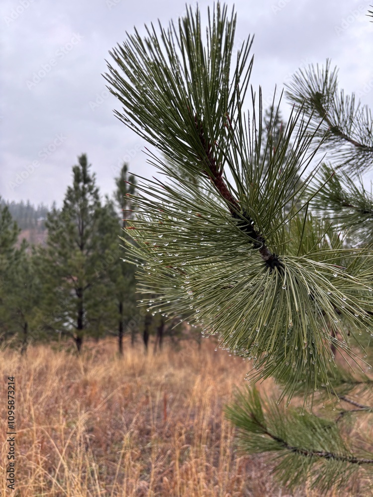 Pine tree with rain drops hanging from its branches. Pine tree with rain drops hanging from its branches.