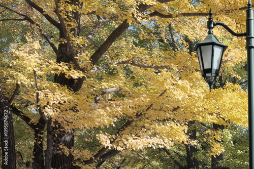 北海道のつくしい紅葉