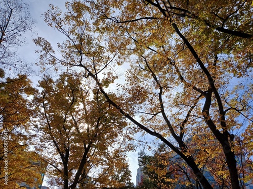 trees in autumn