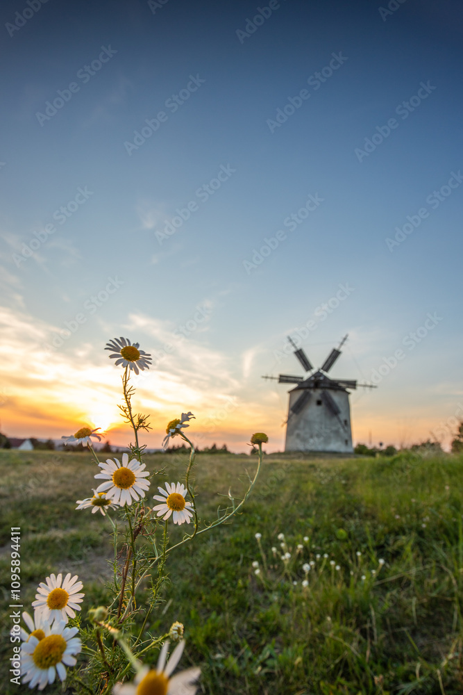 Windmill with wooden wings in a landscape setting. Fields, meadows and flowers appear in the sunset. Landscape shot in nature with a mill. historically untypical for the Balaton region in Hungary Windmill with wooden wings in a landscape setting. Fields, meadows and flowers appear in the sunset. Landscape shot in nature with a mill. historically untypical for the Balaton region in Hungary