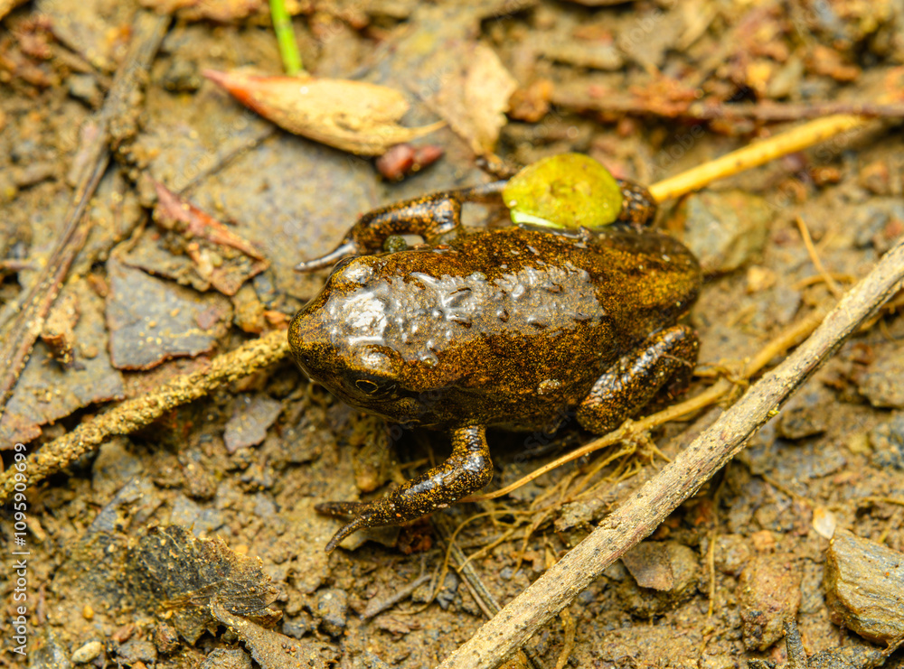 Fototapeta premium young European fire-bellied toad (Bombina bombina) on the ground