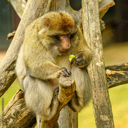 barbary macaque (Macaca sylvanus) looking on food in hand photo