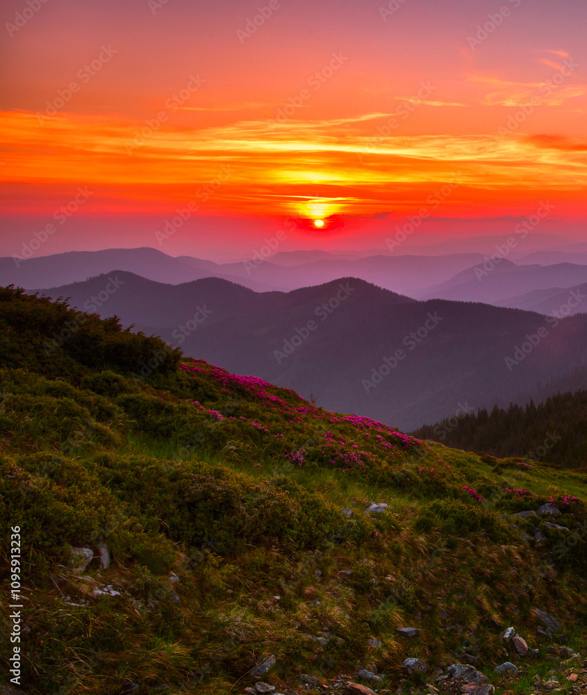 amazing flowering red pink rhododendrons flowers in the mountains, amazing panoramic nature scenery amazing flowering red pink rhododendrons flowers in the mountains, amazing panoramic nature scenery