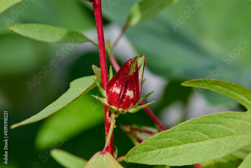 Close-up view of  red Rosella bud on tree photo