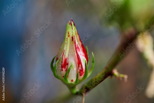 Close-up view of  red Rosella bud on tree photo