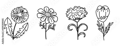 Outline flowers set. Dandelion, chamomile, carnation, tulip, meadow flower lineart. Element for coloring pages, educational materials, or botanical designs.