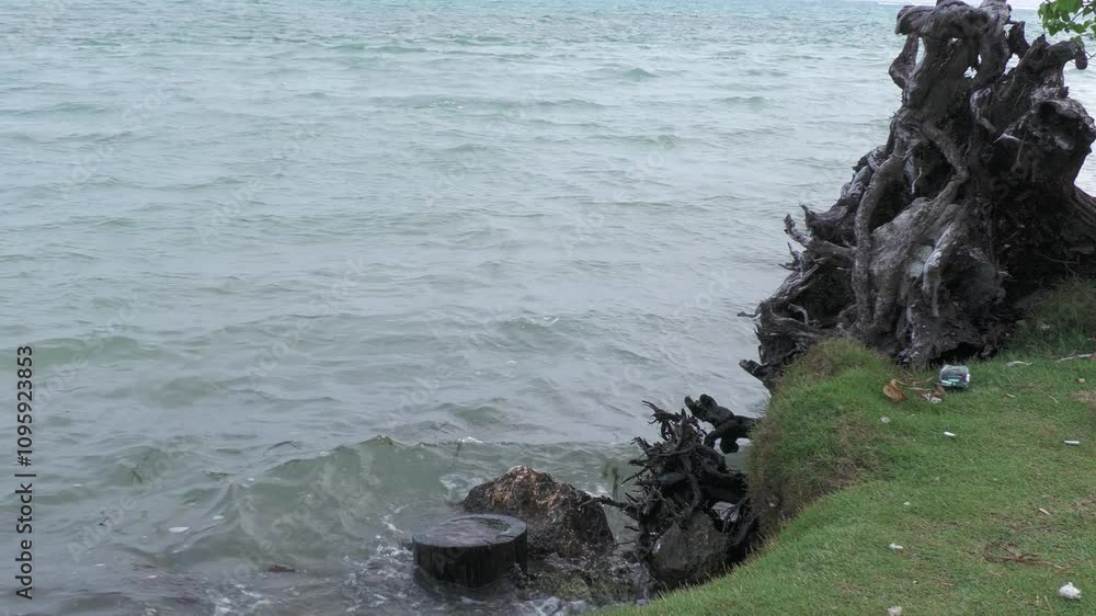 Waves splashing on the shore against outcropping tree roots, close up footage Waves splashing on the shore against outcropping tree roots, close up footage