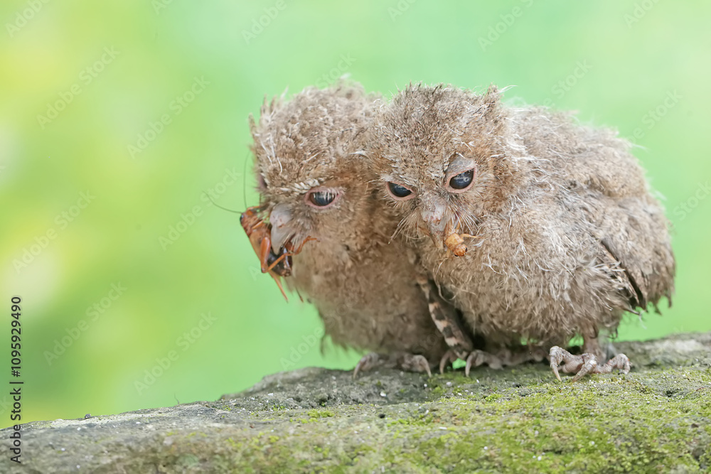 Obraz premium Two young Javan scops owls are preying on crickets. This nocturnal bird has the scientific name Otus lempiji.