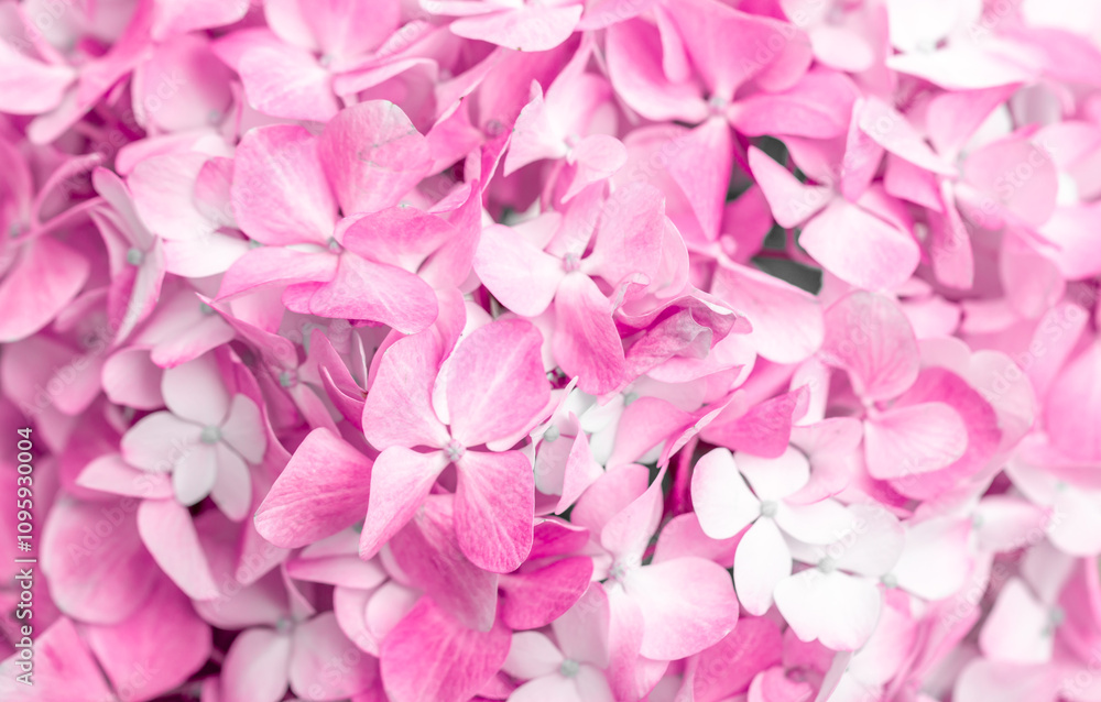 Pink flowers close up. Bouquet of purple flowers. City flower beds, a beautiful and well-groomed garden with flowering bushes. Pink flowers close up. Bouquet of purple flowers. City flower beds, a beautiful and well-groomed garden with flowering bushes.