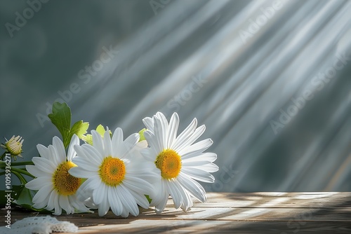 daisy in morning