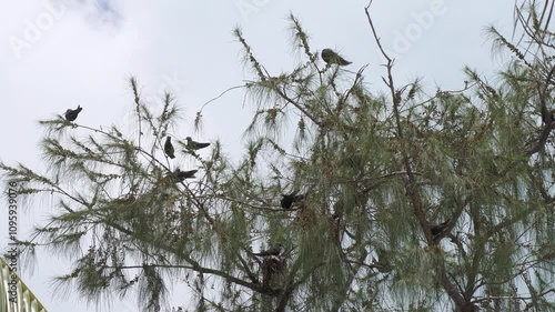 A flock of wedge-tailed shearwater birds flying in and perching on the branches of a pine tree  photo