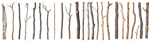Collection of Dry Tree Branches and Twigs in Varied Textures and Colors - Isolated on Transparent Background
