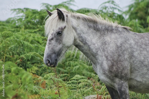 Pony on the Holy Isle