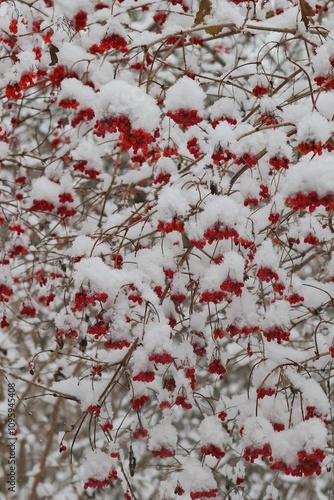 Snow falling on red berries