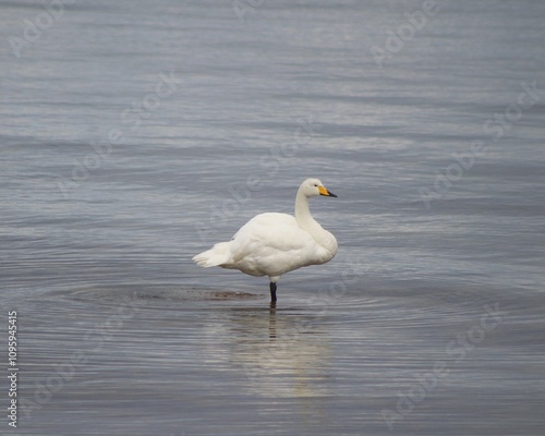 Whooper swan on isle of arran