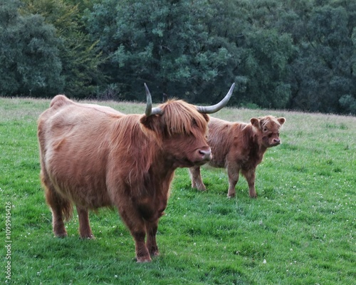 Highland Cows on the Isle of Arran