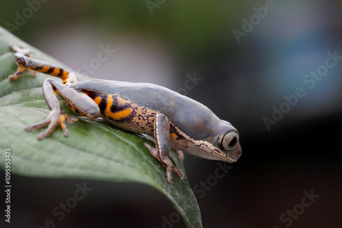 Phyllomedusa hypochondrialis climbing on leaves, Northern orange-legged leaf frog or tiger-legged monkey frog closeup on leaves  photo