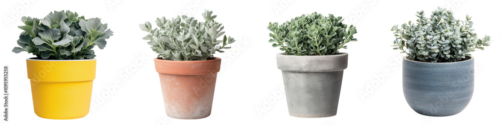 Fototapeta premium Dusty Miller Succulent Plant in Ceramic Pot on White Background