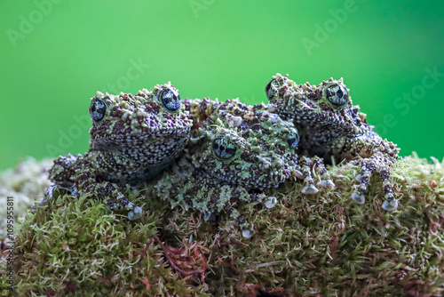 Three Theloderma corticale (Vietnamese mossy frog) juvenile on moss, Moss tree frog camouflage on moss, Mossy tree frog on moss photo