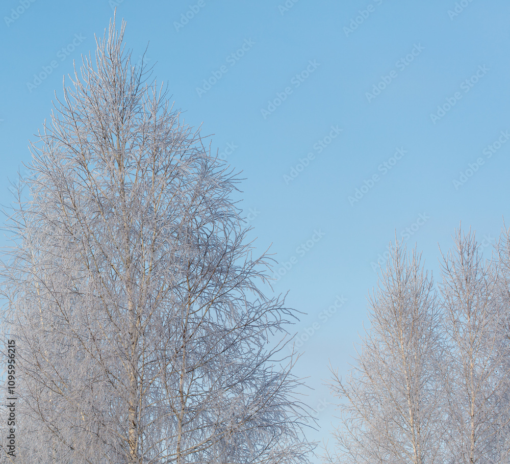 A tree with no leaves is standing in a field A tree with no leaves is standing in a field