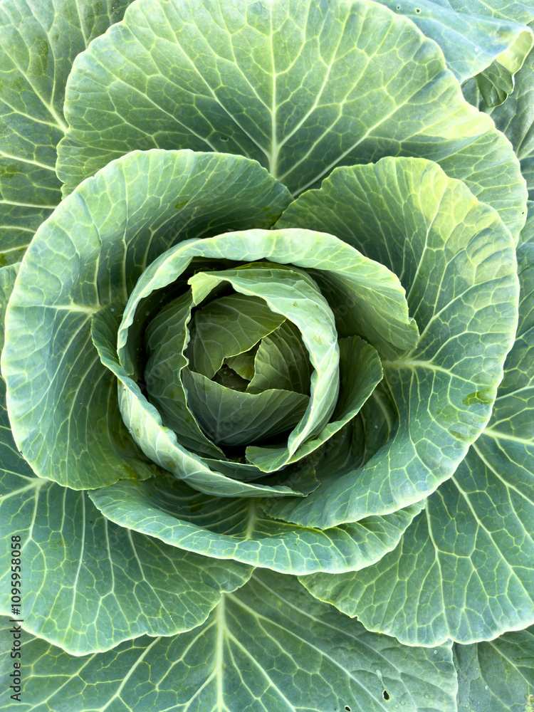 A large green cabbage with a small white center A large green cabbage with a small white center