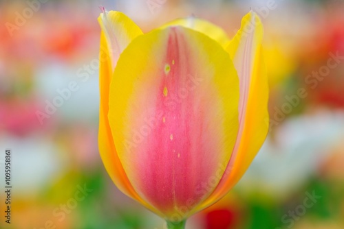 美しいチューリップの花