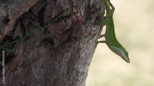 Steady footage of a green lizard on a tree trunk