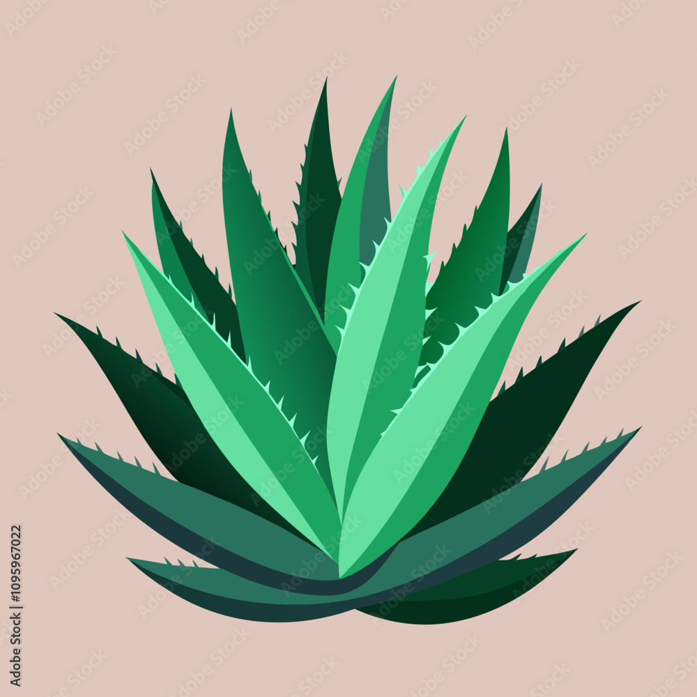 aloe vera plant aloe vera plant