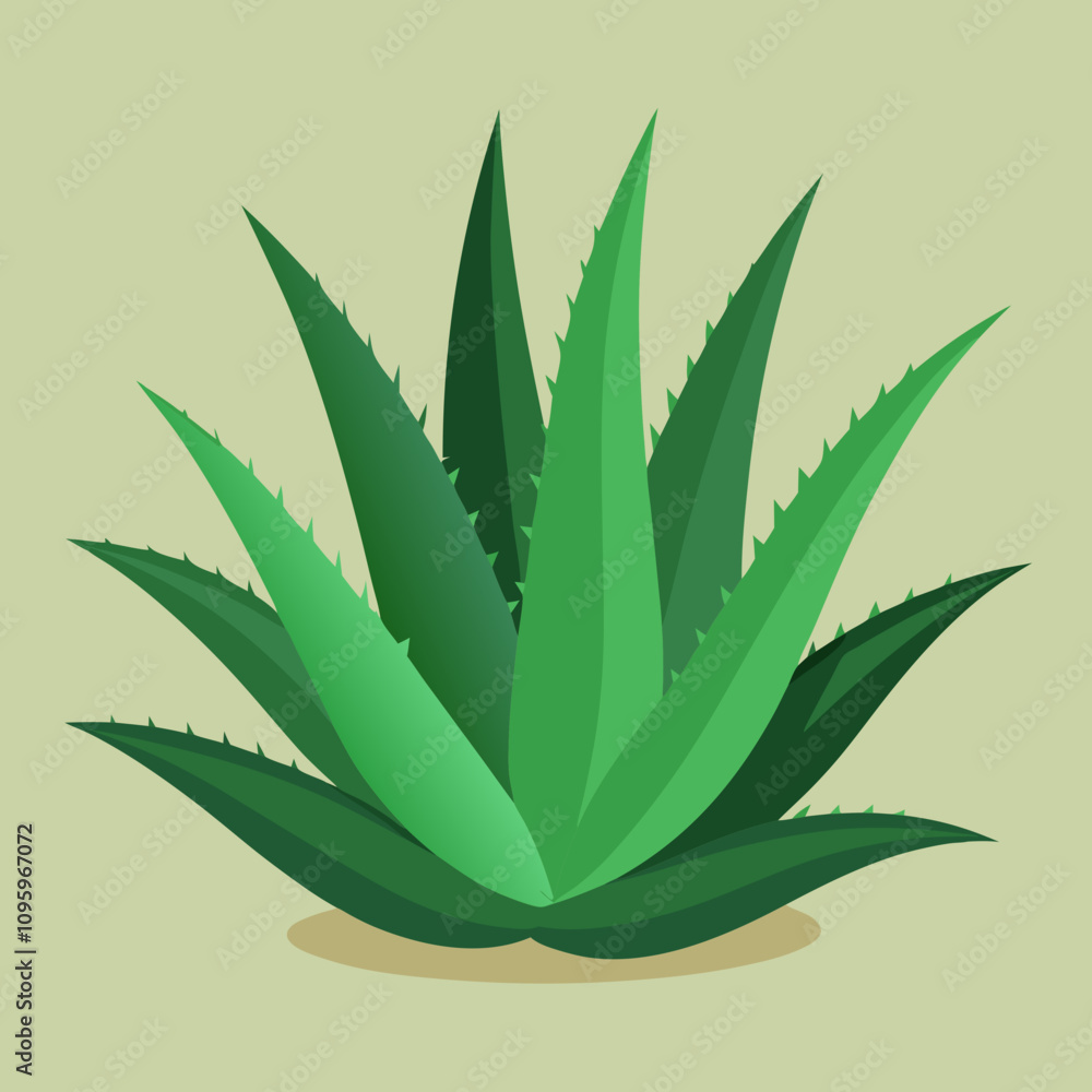 Fototapeta premium aloe vera plant isolated