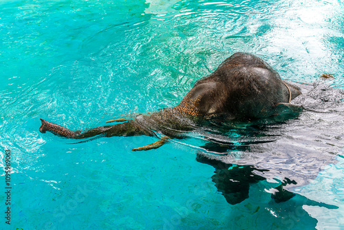 Elephant playing water in Khaokheow zoo Thailand photo