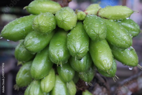 take vegetable star fruit, Averrhoa star fruit with a sour taste is used as a cooking spice, a mixture of medicinal herbs and candied fruit photo