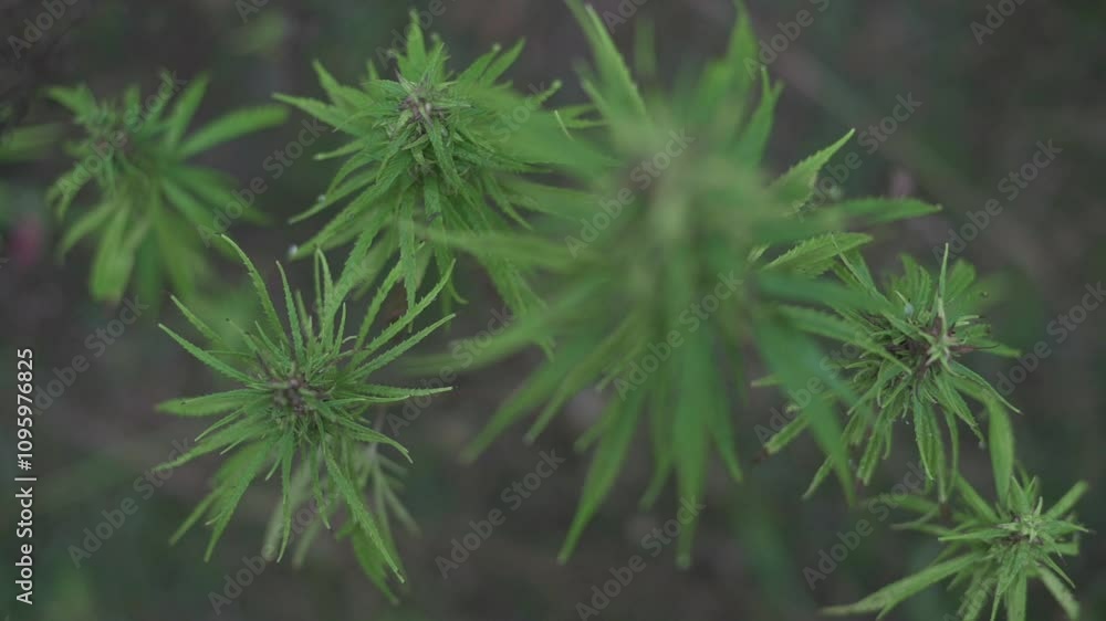 Overhead perspective of lush green hemp leaves in field, capturing their natural texture and intricate detail in serene outdoor setting. Overhead perspective hemp leaves, hemp in field,