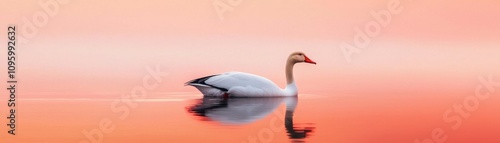 White Goose Bird Serenity A serene swan glides gracefully across a tranquil lake, reflecting soft hues of orange and pink in the calm water. photo