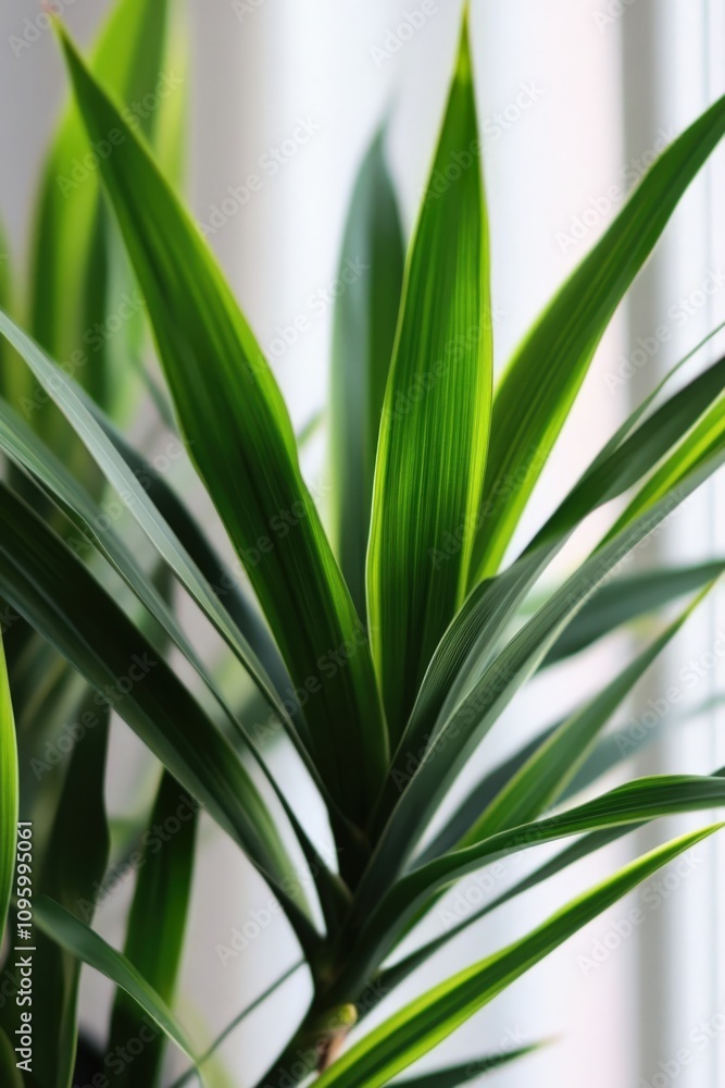 Lush green Dracaena leaves close-up, vibrant foliage texture, bright light background. Perfect for home decor, nature, and plant-themed designs. Lush green Dracaena leaves close-up, vibrant foliage texture, bright light background. Perfect for home decor, nature, and plant-themed designs.