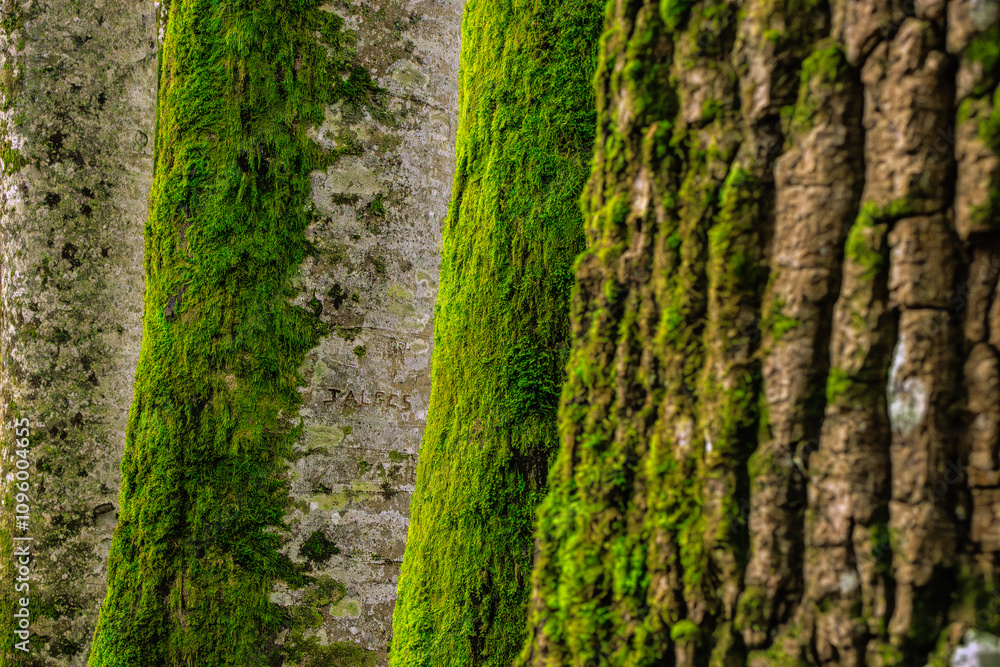 Tree and green moss in the Occitanie forest in France Tree and green moss in the Occitanie forest in France