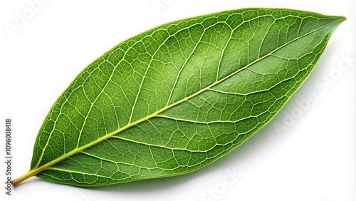 High-Quality Bay Leaf Isolated on Transparent Background for Culinary Uses, Natural Ingredients, and Herbal Medicine with High Depth of Field and Vibrant Green Color