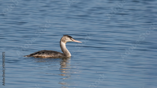 Great crested grebe - Podiceps cristatus